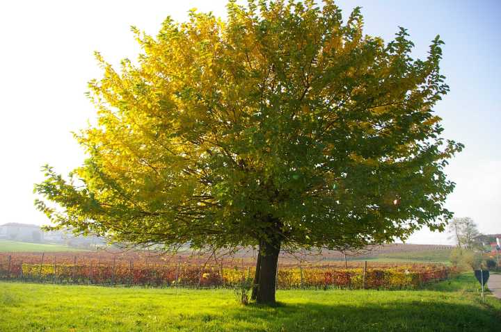 Patrimonio boschivo dell'Astigiano e specie arboree ed arbustive di pregio in ambito locale. Gelso (Morus alba).